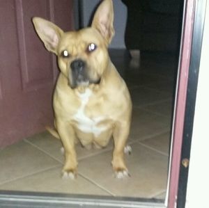 Meet your Posher, Peter